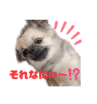 ★おてんばチワワのぽん吉★（個別スタンプ：12）