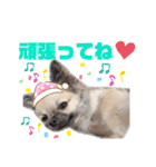 ★おてんばチワワのぽん吉★（個別スタンプ：13）