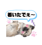 ★おてんばチワワのぽん吉★（個別スタンプ：17）