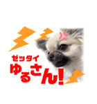 ★おてんばチワワのぽん吉★（個別スタンプ：19）
