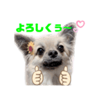★おてんばチワワのぽん吉★（個別スタンプ：24）