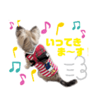 ★おてんばチワワのぽん吉★（個別スタンプ：26）