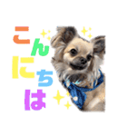 ★おてんばチワワのぽん吉★（個別スタンプ：27）