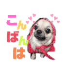 ★おてんばチワワのぽん吉★（個別スタンプ：28）