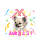 ★おてんばチワワのぽん吉★（個別スタンプ：29）
