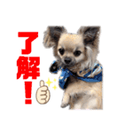 ★おてんばチワワのぽん吉★（個別スタンプ：31）