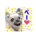 ★おてんばチワワのぽん吉★（個別スタンプ：33）