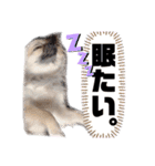 ★おてんばチワワのぽん吉★（個別スタンプ：35）