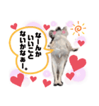★おてんばチワワのぽん吉★（個別スタンプ：38）