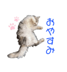 愛猫ちゃぴスタンプ（個別スタンプ：1）