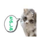 愛猫ちゃぴスタンプ（個別スタンプ：3）