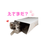 愛猫ちゃぴスタンプ（個別スタンプ：6）