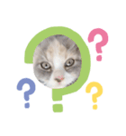 愛猫ちゃぴスタンプ（個別スタンプ：8）
