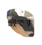 可愛いニャンコスタンプ（個別スタンプ：5）