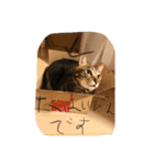 可愛いニャンコスタンプ（個別スタンプ：6）