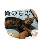 可愛いニャンコスタンプ（個別スタンプ：8）