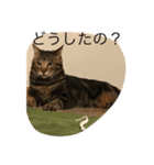 可愛いニャンコスタンプ（個別スタンプ：11）