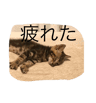 可愛いニャンコスタンプ（個別スタンプ：13）