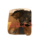 可愛いニャンコスタンプ（個別スタンプ：23）
