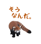 ほほえみフレンズ！BIGなレッサーパンダ（個別スタンプ：1）