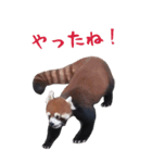 ほほえみフレンズ！BIGなレッサーパンダ（個別スタンプ：5）