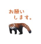 ほほえみフレンズ！BIGなレッサーパンダ（個別スタンプ：16）