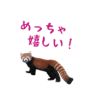 ほほえみフレンズ！BIGなレッサーパンダ（個別スタンプ：17）