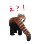 ほほえみフレンズ！BIGなレッサーパンダ（個別スタンプ：18）