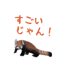 ほほえみフレンズ！BIGなレッサーパンダ（個別スタンプ：22）