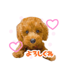 トイプードルのノアとハナ♡日常会話（個別スタンプ：1）