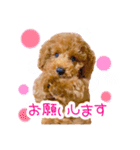 トイプードルのノアとハナ♡日常会話（個別スタンプ：2）