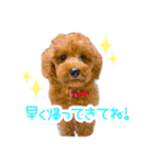 トイプードルのノアとハナ♡日常会話（個別スタンプ：3）