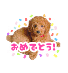 トイプードルのノアとハナ♡日常会話（個別スタンプ：6）