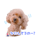 トイプードルのノアとハナ♡日常会話（個別スタンプ：7）
