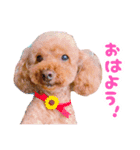 トイプードルのノアとハナ♡日常会話（個別スタンプ：10）