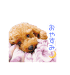 トイプードルのノアとハナ♡日常会話（個別スタンプ：11）