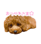 トイプードルのノアとハナ♡日常会話（個別スタンプ：12）