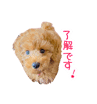 トイプードルのノアとハナ♡日常会話（個別スタンプ：13）