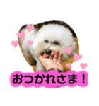 わがやのビションフリーゼ らんちゃん（個別スタンプ：1）