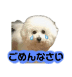 わがやのビションフリーゼ らんちゃん（個別スタンプ：2）