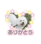 わがやのビションフリーゼ らんちゃん（個別スタンプ：5）