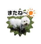 わがやのビションフリーゼ らんちゃん（個別スタンプ：8）