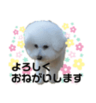 わがやのビションフリーゼ らんちゃん（個別スタンプ：9）