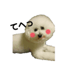 わがやのビションフリーゼ らんちゃん（個別スタンプ：13）