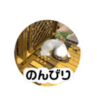 わがやのビションフリーゼ らんちゃん（個別スタンプ：14）