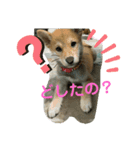 きな子はんの日常第6弾（個別スタンプ：3）