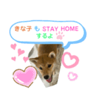 きな子はんの日常第6弾（個別スタンプ：6）
