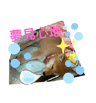 きな子はんの日常第6弾（個別スタンプ：7）