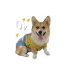 レオくん♂（個別スタンプ：1）