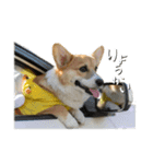 レオくん♂（個別スタンプ：5）